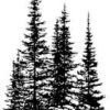 Pines and Rocks Sm 267E